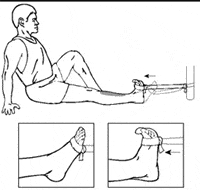 Plantarflexors